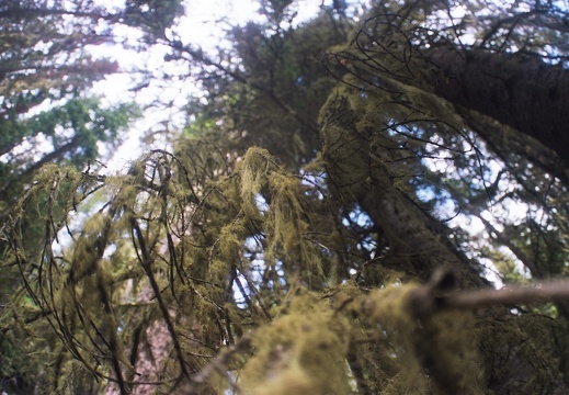 Baker Gulch Trail